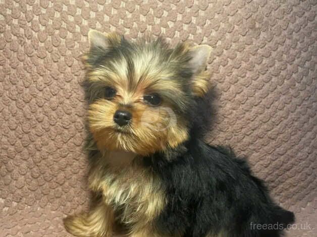 Yorkie pups for sale in Brighton, Cornwall - Image 3