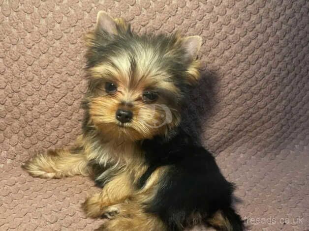 Yorkie pups for sale in Brighton, Cornwall - Image 4