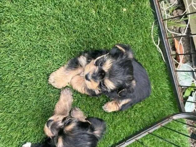 Yorkie pups for sale in Darlington, County Durham - Image 1