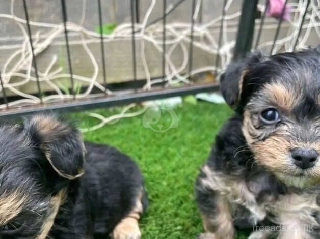 Yorkie pups for sale in Darlington, County Durham - Image 2