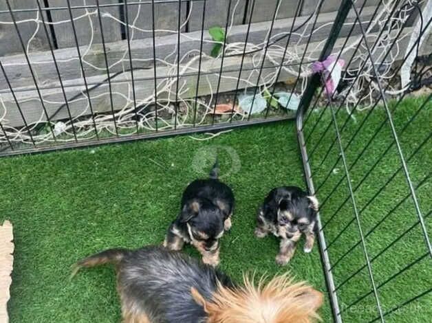 Yorkie pups for sale in Darlington, County Durham - Image 3