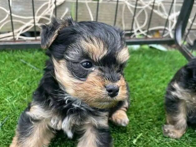 Yorkie pups for sale in Darlington, County Durham - Image 4