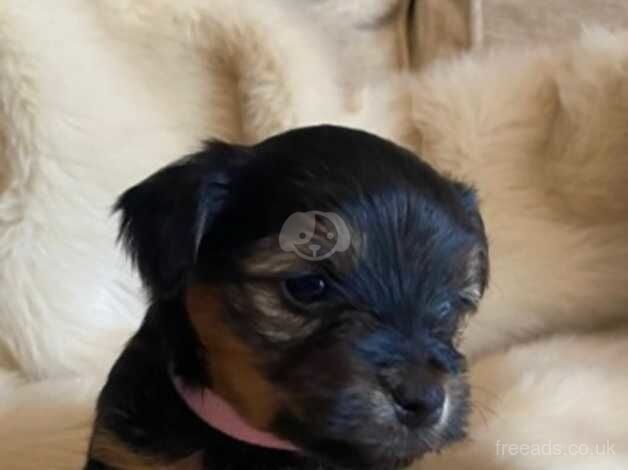 Yorkie pups for sale in Downpatrick, Down