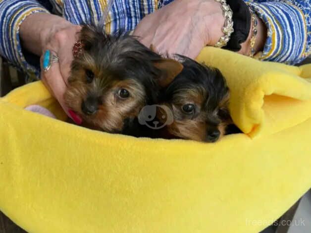 YORKIE PUPS for sale in Leicester, Leicestershire - Image 1