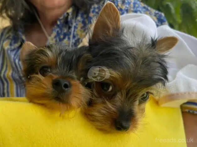 YORKIE PUPS for sale in Leicester, Leicestershire - Image 2