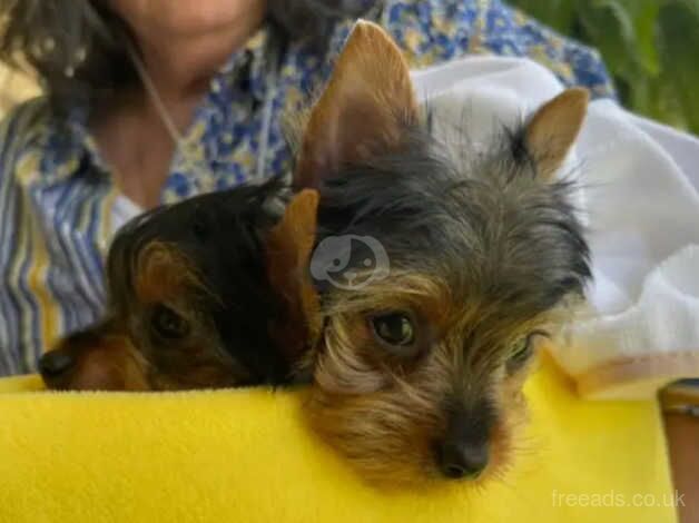 YORKIE PUPS for sale in Leicester, Leicestershire - Image 4