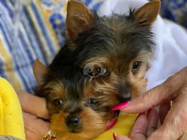 YORKIE PUPS for sale in Leicester, Leicestershire - Image 5