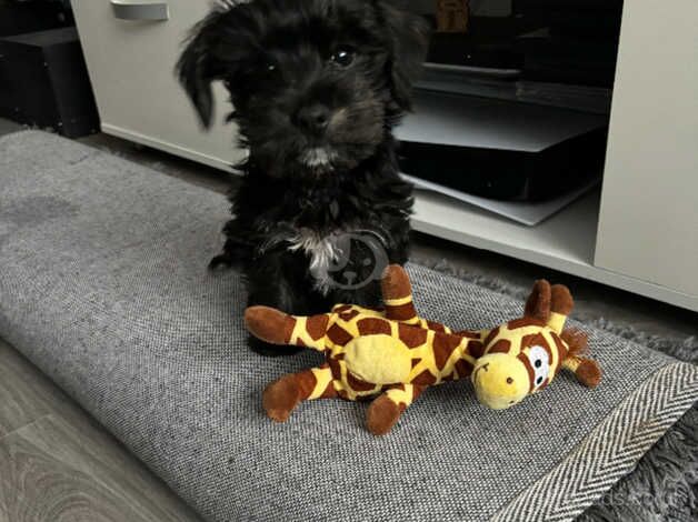 Yorkie Terrier / West Highland Terrier for sale in Cowdenbeath, Fife - Image 1