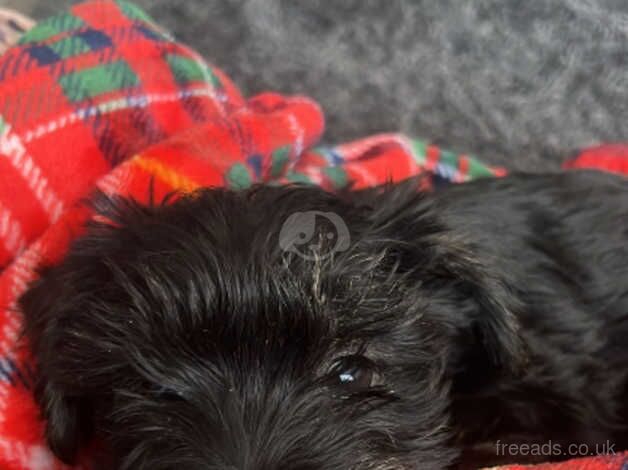 Yorkie Terrier / West Highland Terrier for sale in Cowdenbeath, Fife - Image 3