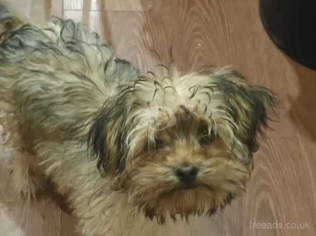 Yorkie x female for sale in Rochdale, Greater Manchester - Image 1