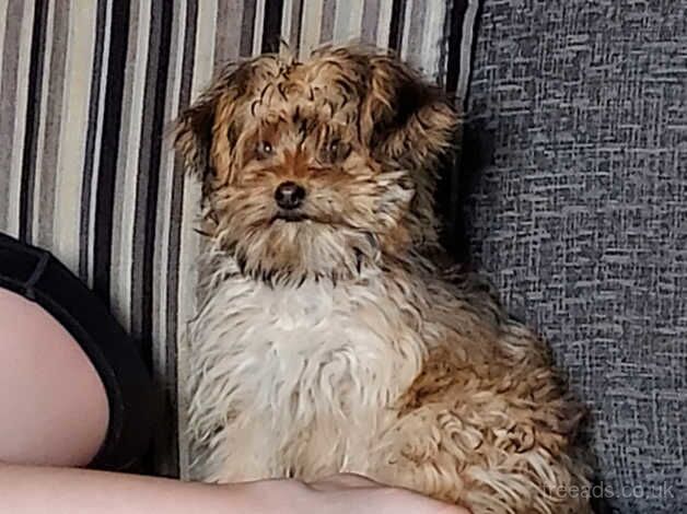 Yorkie x female for sale in Rochdale, Greater Manchester - Image 2