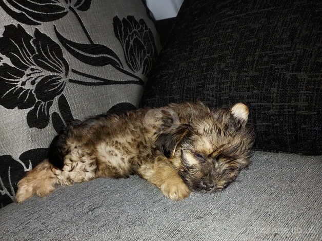 Yorkie x female for sale in Rochdale, Greater Manchester - Image 3