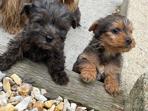 Yorkie x poodle for sale in Dorchester, Oxfordshire - Image 2