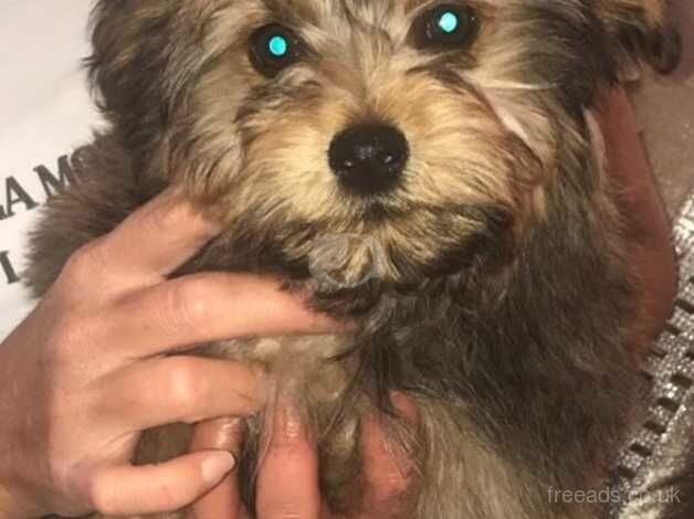 Yorkie x Poodle for sale in Morecambe, Lancashire - Image 1