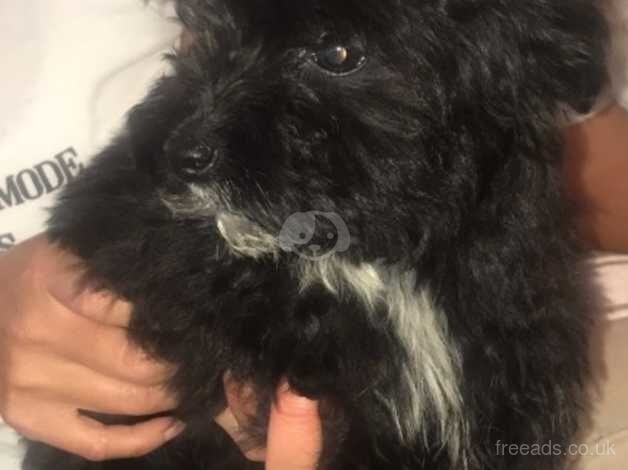 Yorkie x Poodle for sale in Morecambe, Lancashire - Image 3