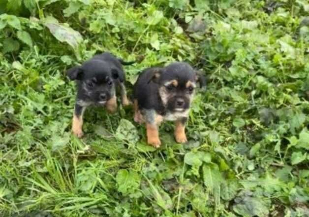 Yorkie x pug puppies for sale in Tonbridge, Kent