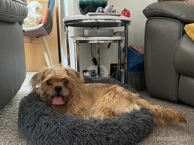 Yorkie x Shitsu 6 month old. for sale in Colchester, Essex - Image 1