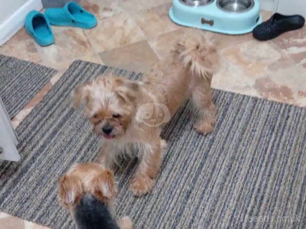 Yorkie x Shitsu 6 month old. for sale in Colchester, Essex - Image 2