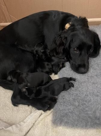 Yorkie x Sprocker puppies for sale in Milborne Port, Somerset - Image 5