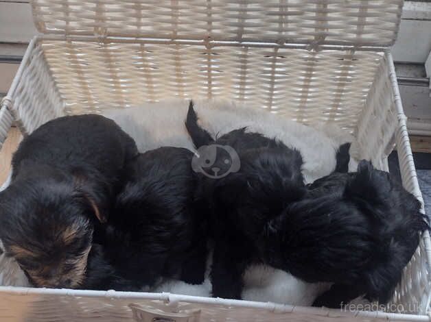 Yorkie x Yorkie for sale in Peterborough, Cambridgeshire - Image 1