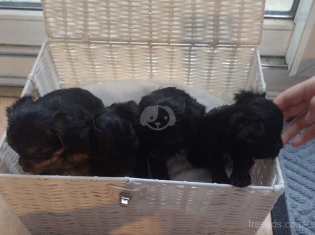 Yorkie x Yorkie for sale in Peterborough, Cambridgeshire - Image 2