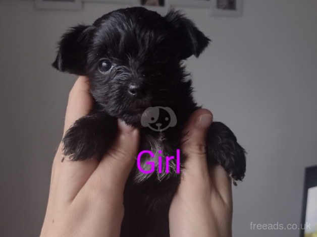 Yorkie x Yorkie for sale in Peterborough, Cambridgeshire - Image 3