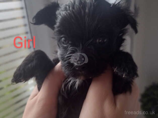 Yorkie x Yorkie for sale in Peterborough, Cambridgeshire - Image 4