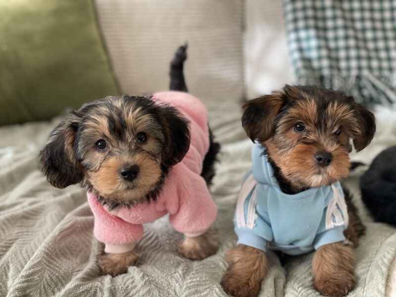 YorkiePoo Pups for sale in Willington, Durham