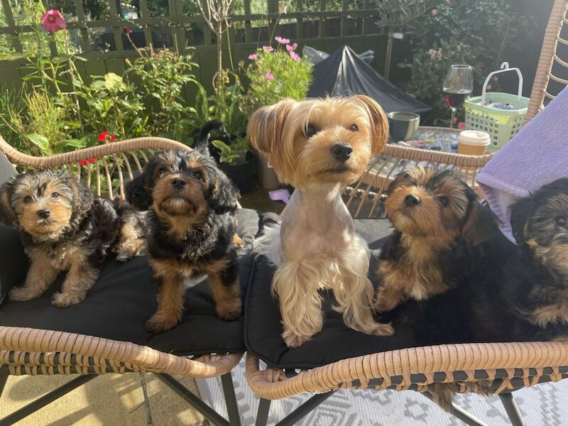 YorkiePoo Pups for sale in Willington, Durham - Image 2