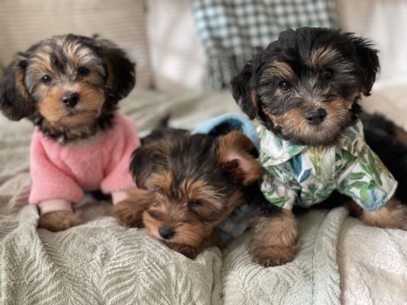 YorkiePoo Pups for sale in Willington, Durham - Image 3