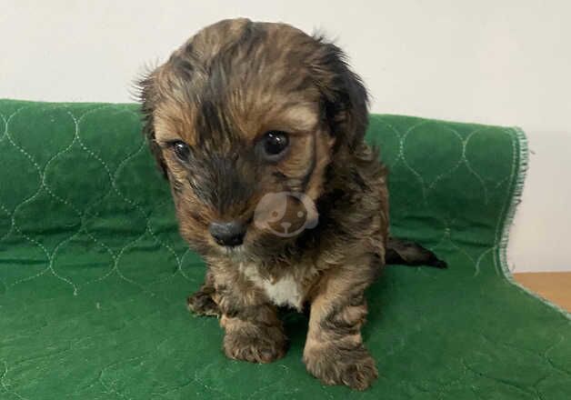 Yorkiepoo pups for sale in Newport, Shropshire