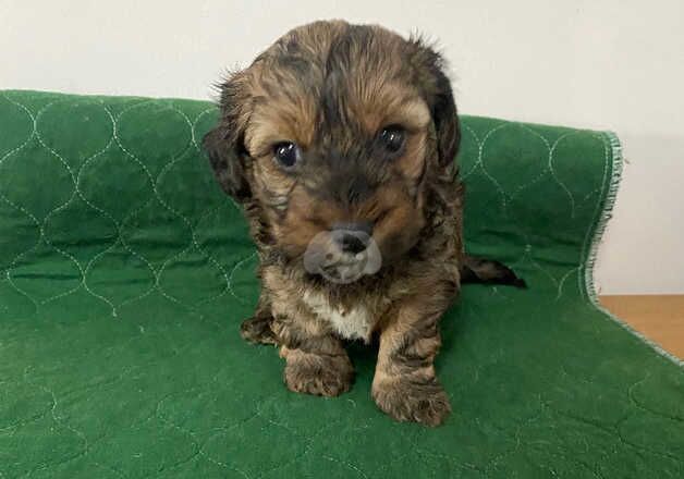 Yorkiepoo pups for sale in Newport, Shropshire - Image 2