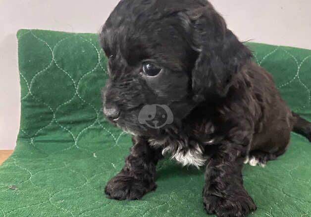 Yorkiepoo pups for sale in Newport, Shropshire - Image 3