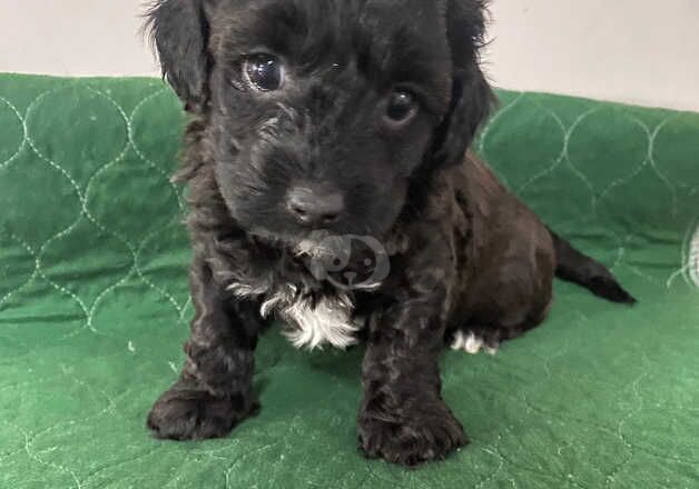 Yorkiepoo pups for sale in Newport, Shropshire - Image 4