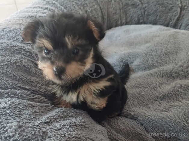 Yorkiepoo pups for sale in Telford, Shropshire - Image 2