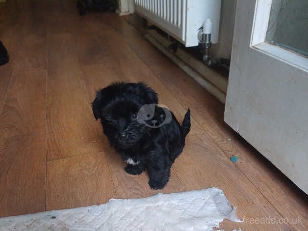 Yorkiepoo pups for sale in Telford, Shropshire - Image 3