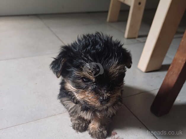 Yorkiepoo pups for sale in Telford, Shropshire - Image 4