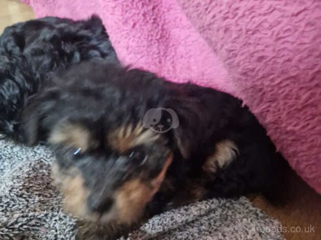 Yorkiepoo pups for sale in Telford, Shropshire - Image 5