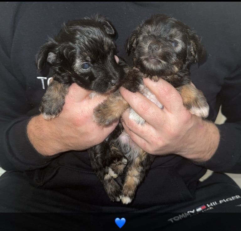 Yorkies for sale in Gloucester, Gloucestershire - Image 3