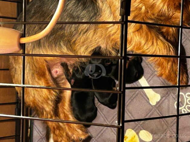 Yorkies for sale in Belfast, Belfast - Image 1