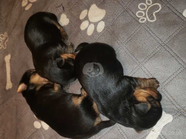 Yorkies for sale in Belfast, Belfast - Image 2