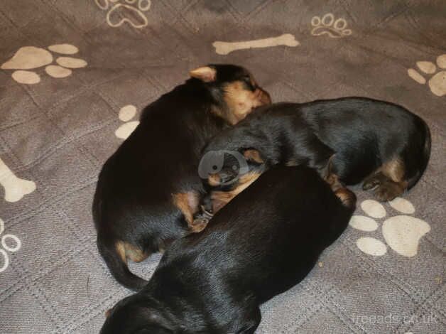 Yorkies for sale in Belfast, Belfast - Image 3