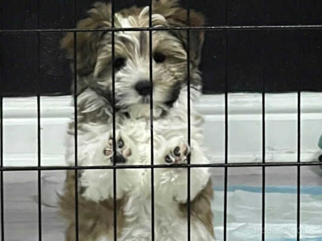 Yorkishire terrier x Maltese Extensively DNA health tested for sale in Caerphilly, Caerphilly - Image 2