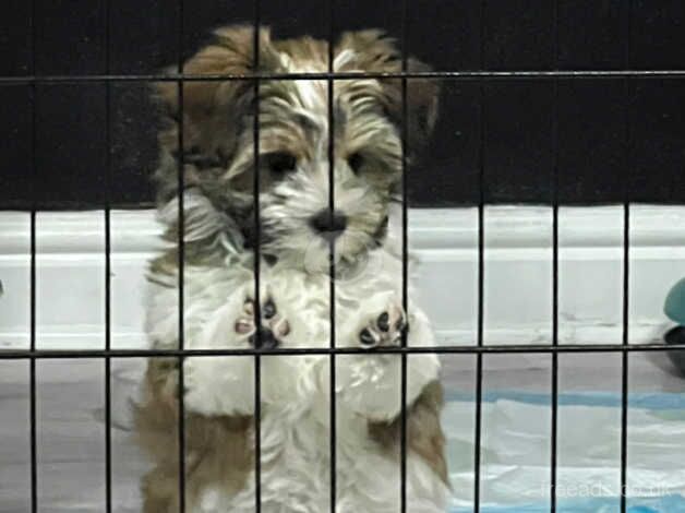 Yorkishire terrier x Maltese Extensively DNA health tested for sale in Caerphilly, Caerphilly - Image 3