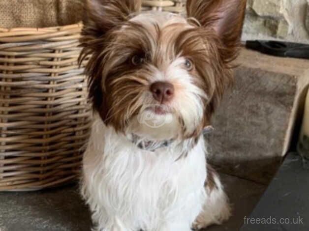 Yorkishire terrier x Maltese Extensively DNA health tested for sale in Caerphilly, Caerphilly - Image 4