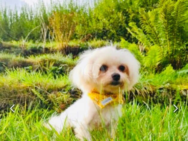 Yorkishire terrier x Maltese Extensively DNA health tested for sale in Caerphilly, Caerphilly - Image 5