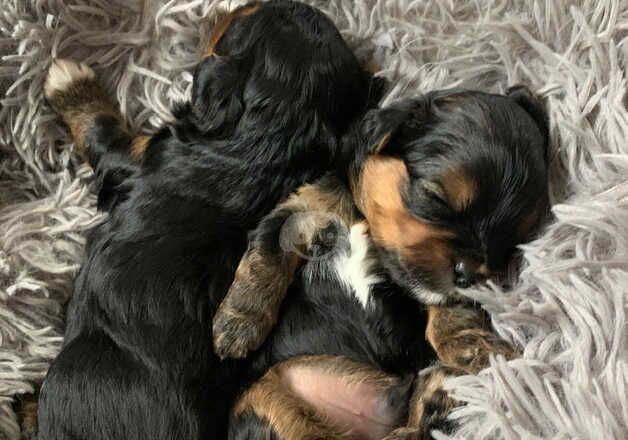 Yorkshire/ biewer terrier for sale in Chelmsford, Essex