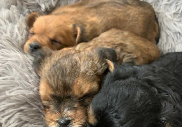 Yorkshire/ biewer terrier for sale in Chelmsford, Essex - Image 3