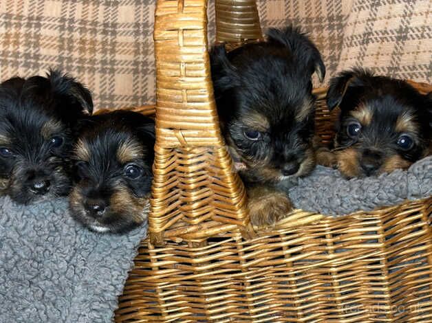 Yorkshire Biewer Terrier for sale in Shifnal, Shropshire - Image 1