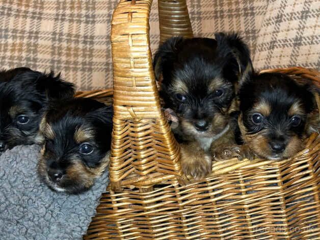 Yorkshire Biewer Terrier for sale in Shifnal, Shropshire - Image 2